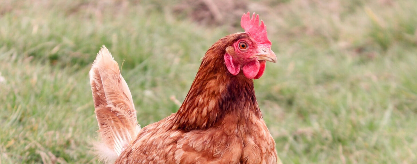 Pastured Raised Chickens