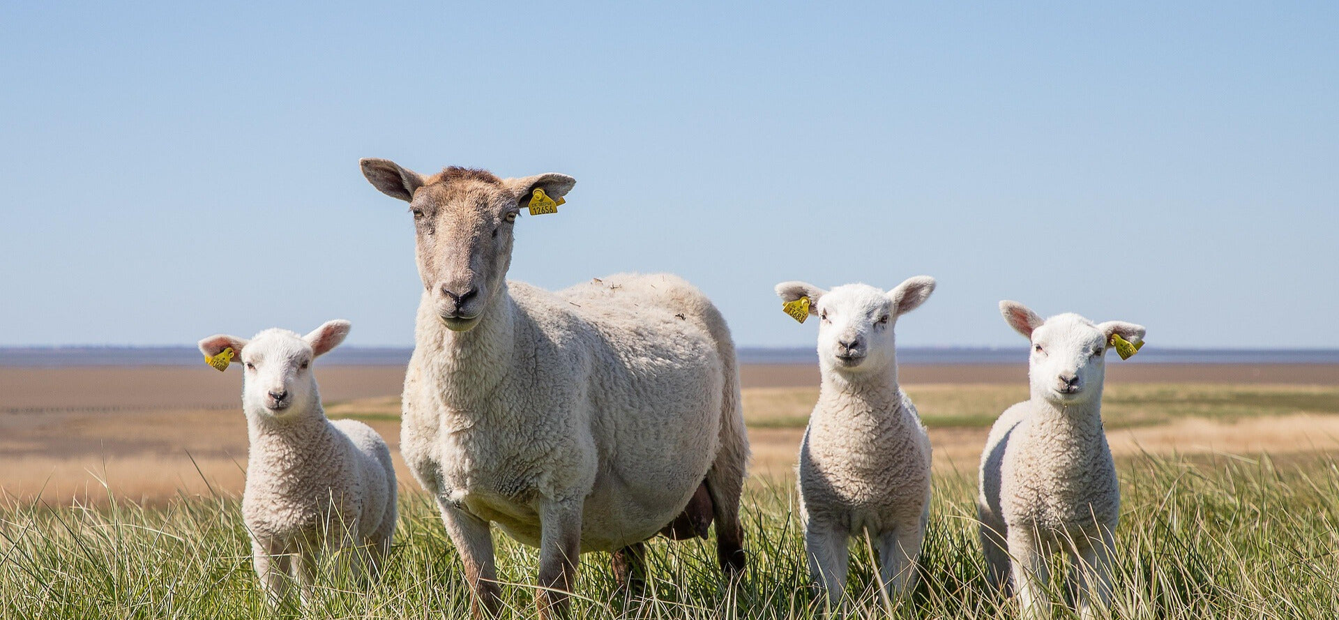 Grass-Finished Lamb: The Clean, Bold Red Meat You’ll Crave