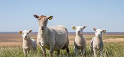 Grass-Finished Lamb: The Clean, Bold Red Meat You’ll Crave