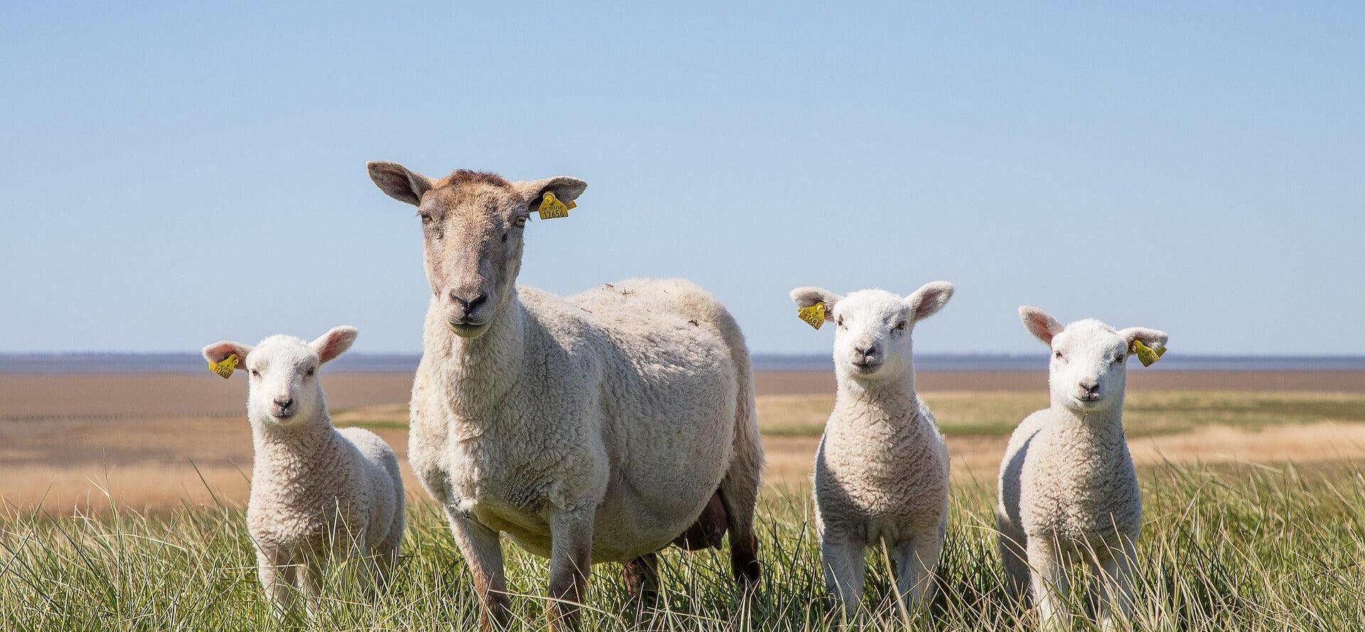 The Clean, Bold Red Meat You’ll Crave