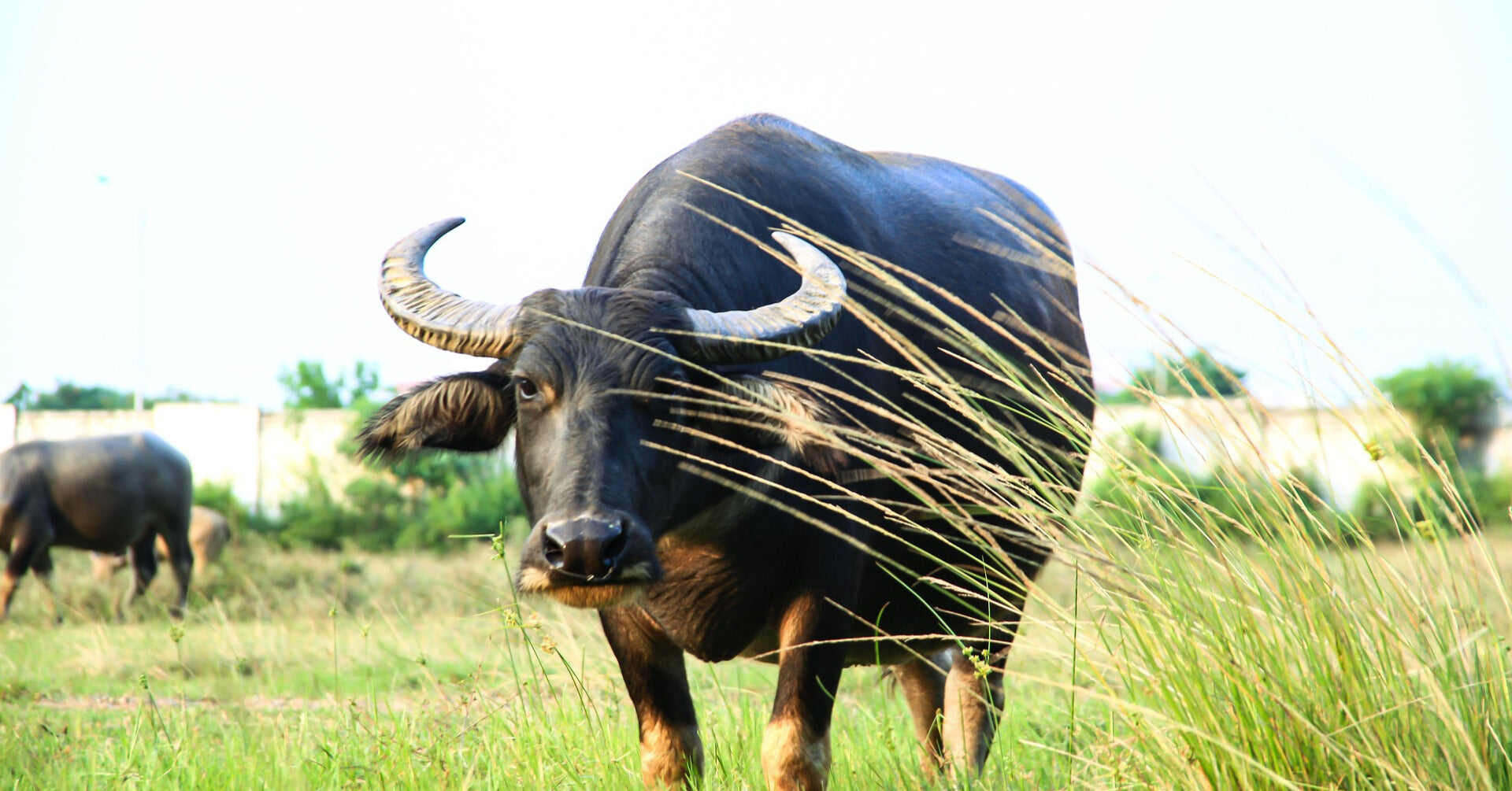 Grass Fed Water Buffalo