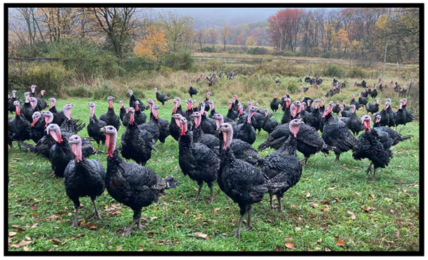 Free Range, Pastured Heirloom Bronze Turkeys: Tradition Raised Right