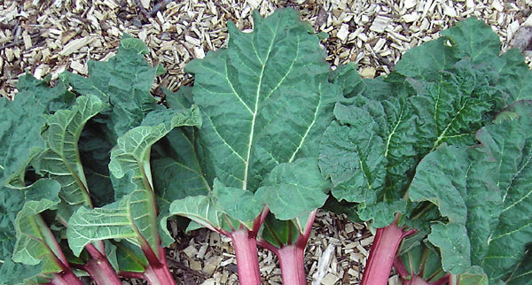 Organically Grown Poisonous Plants