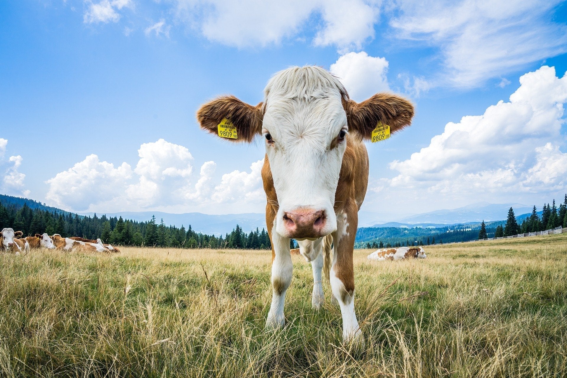 Why Meat Prices Are Rising—and What It Means for You