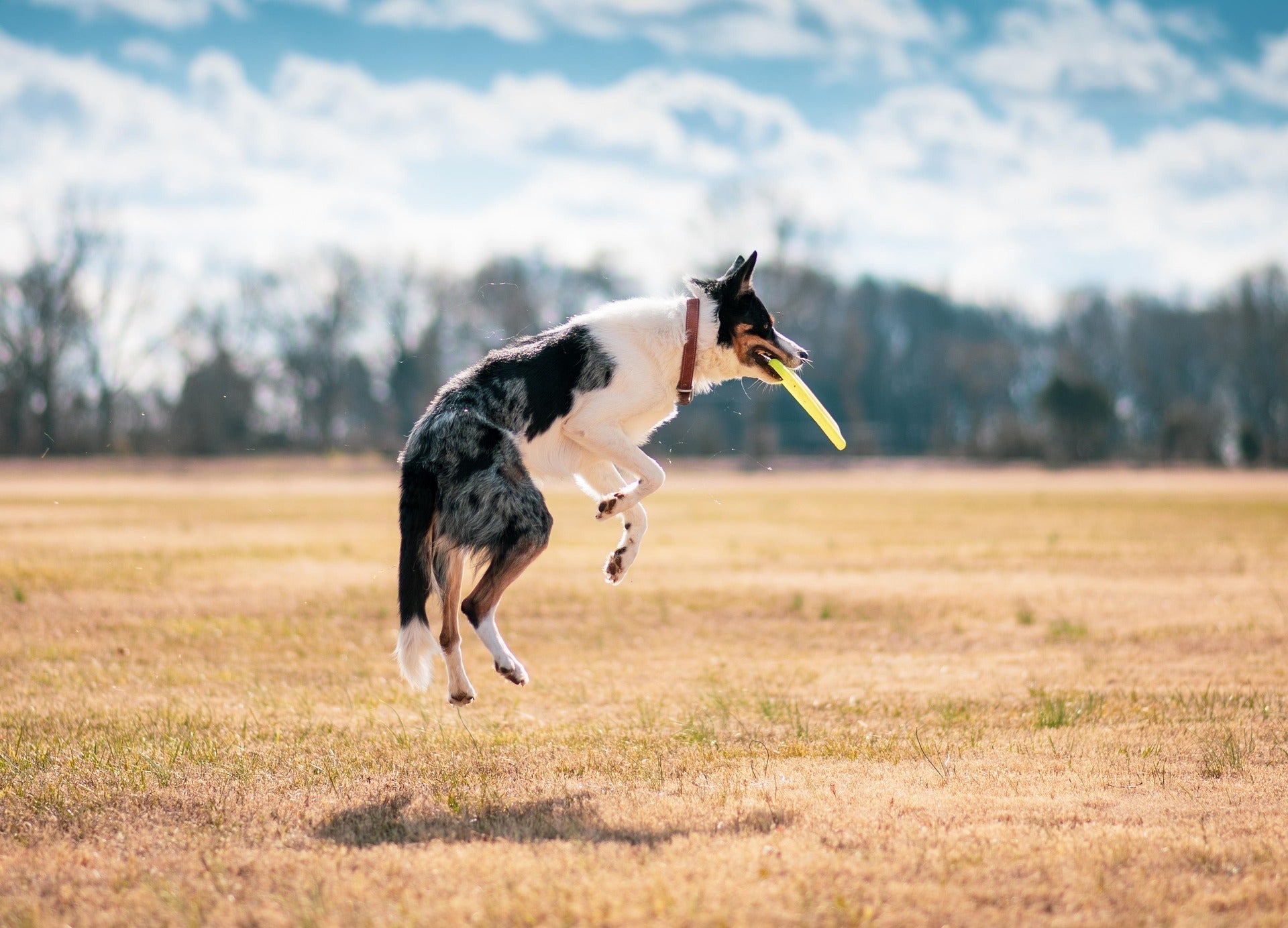 grass fed dog food health impacts