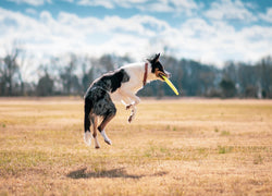 grass fed dog food health impacts