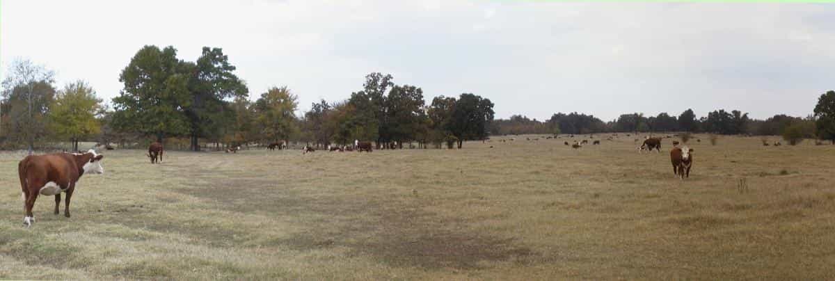 Government Surveillance and Grass-Fed Meats