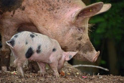Grass Fed Grass Finish Pork