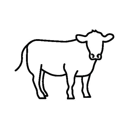 Grass Fed Grass Finished Beef