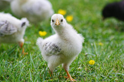 free range sassy chick