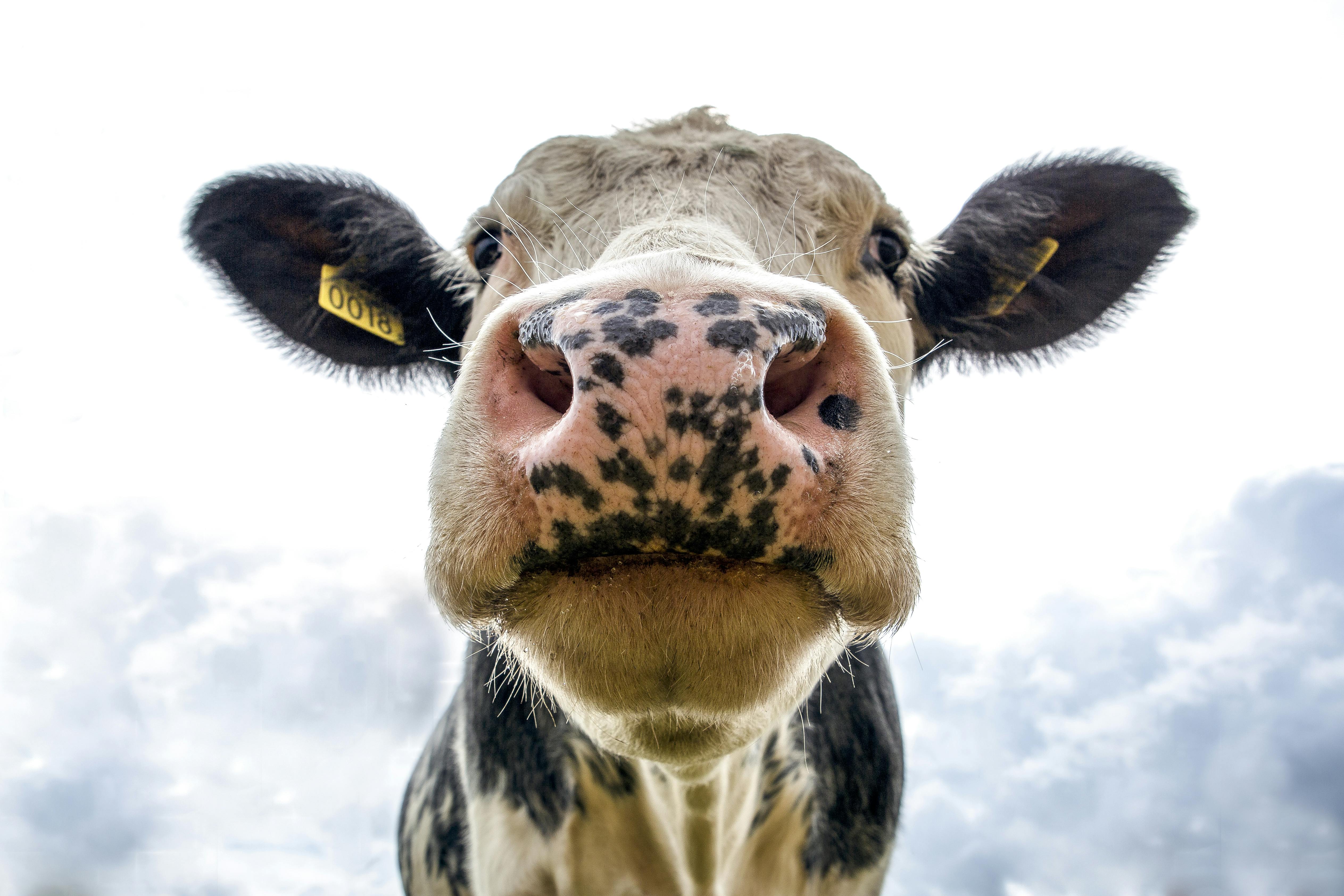 cow close up