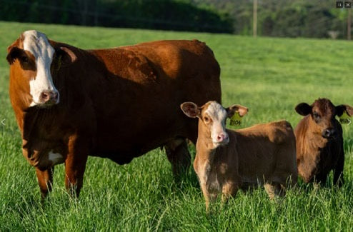 Slanker Grass-Fed Meat