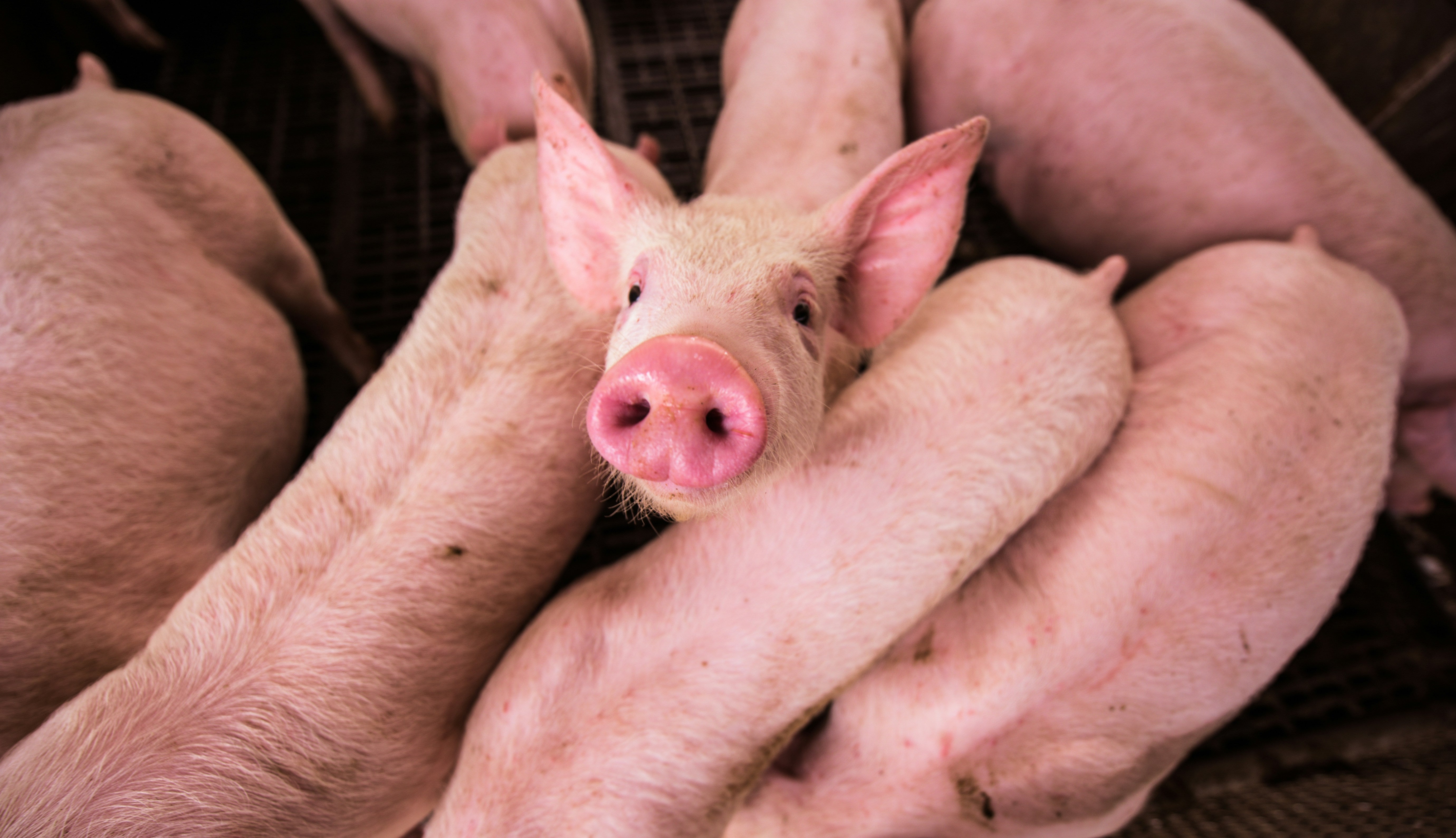 Piglets in a pen with a close-up of one looking at the camera.