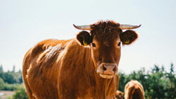Brown cow standing in a field with another cow in the background