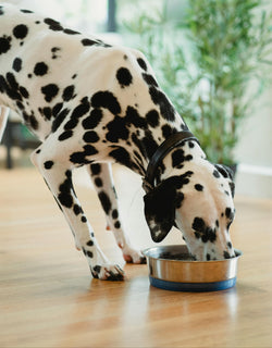 dog eating pet food