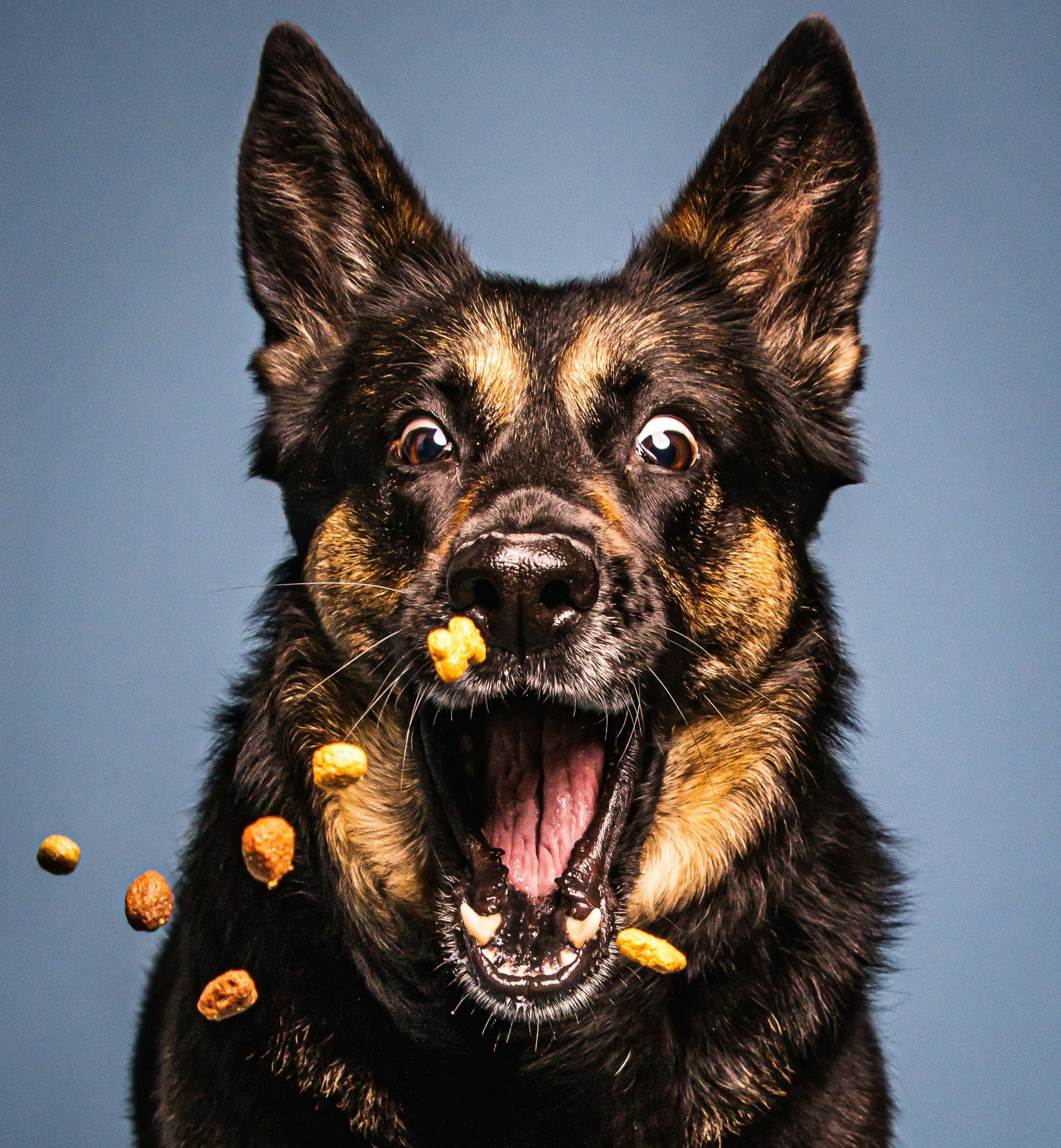 Excited dog eating pet food