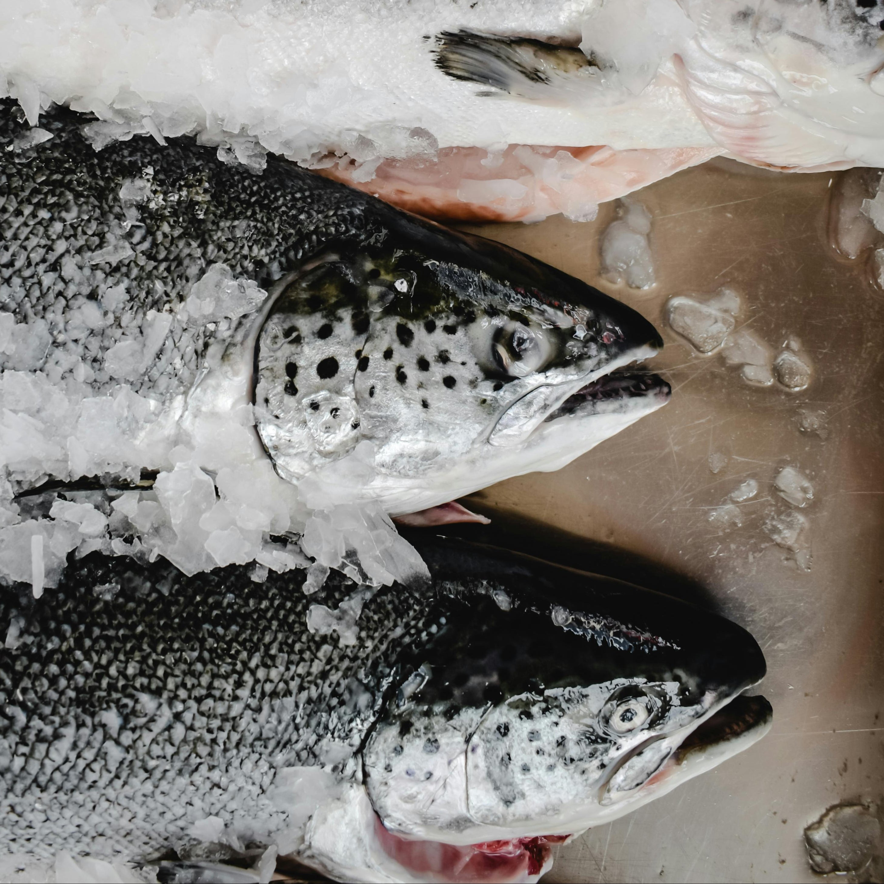 Fresh caught wild salmon