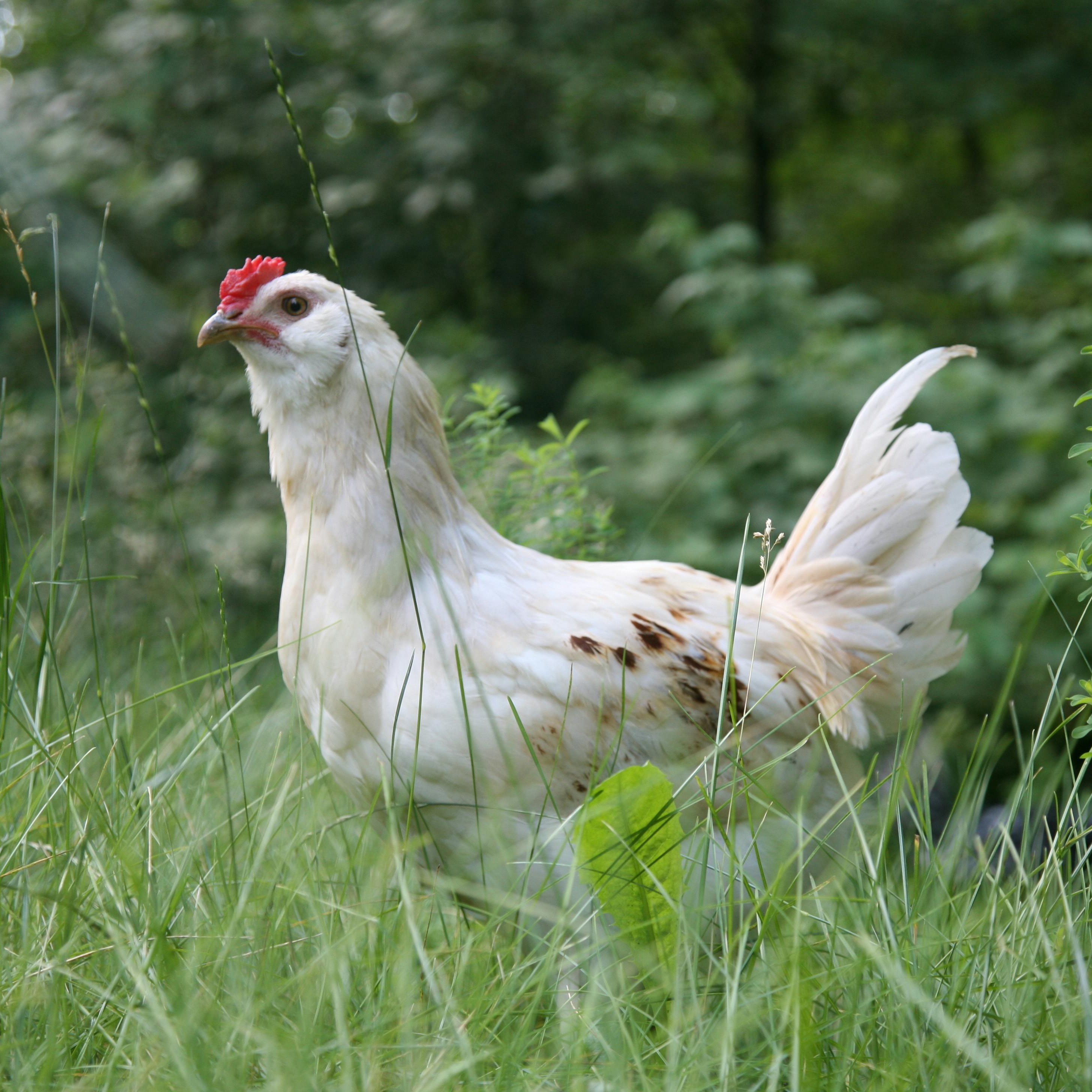 chicken in a field