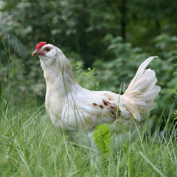 chicken in a field