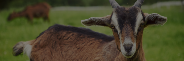 Slanker Ranch