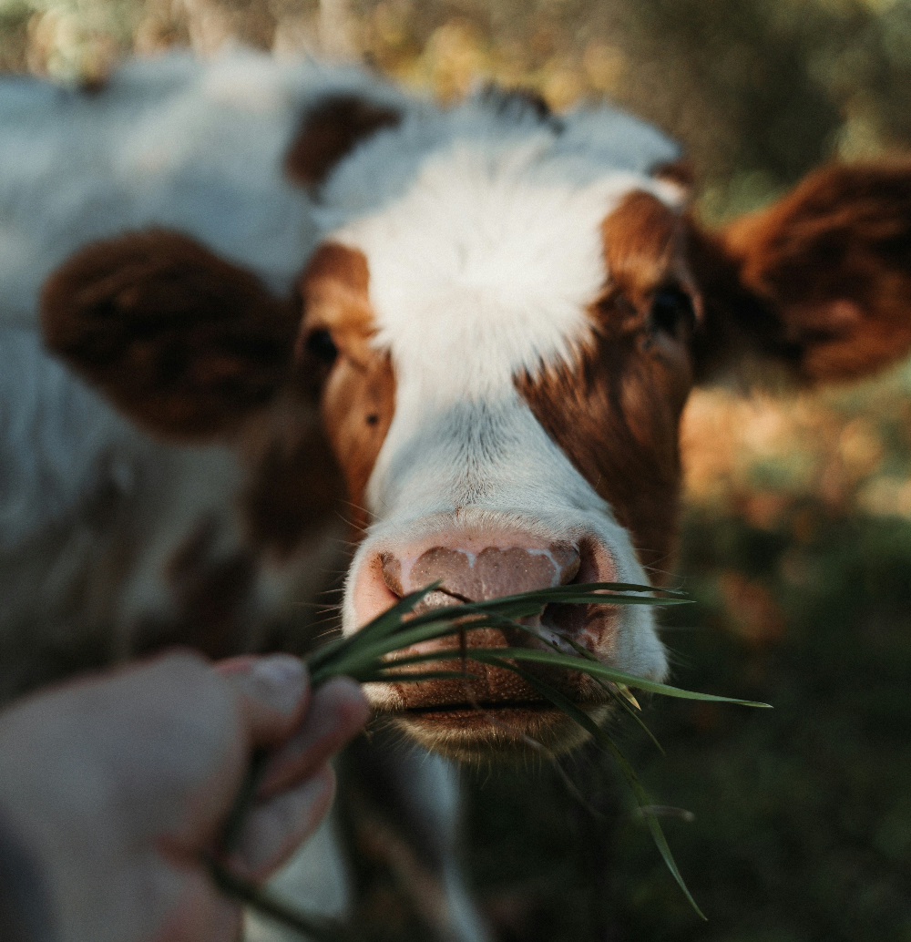 Close-up of a cow eating grass with a blurred background