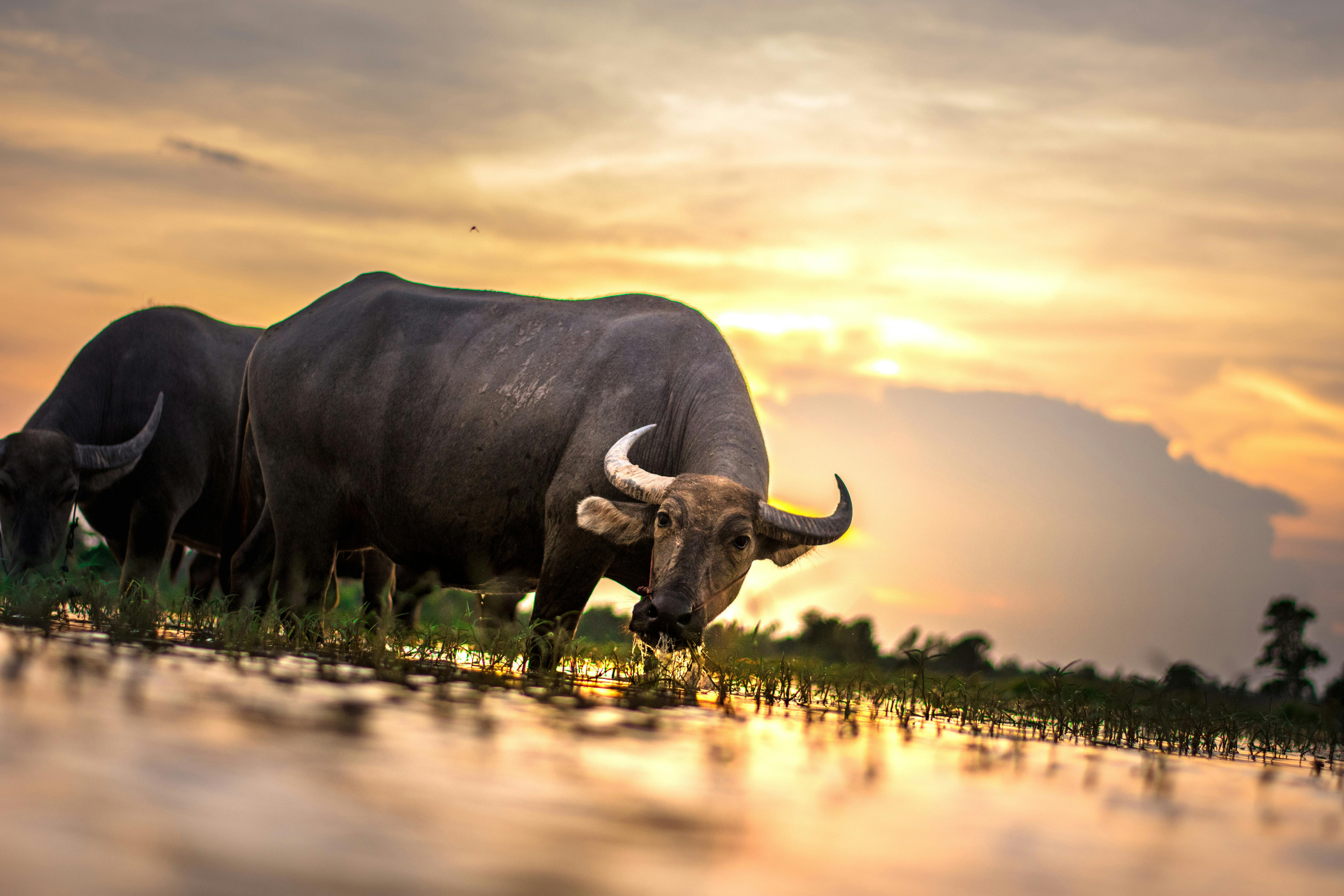 water buffalo looking at camera