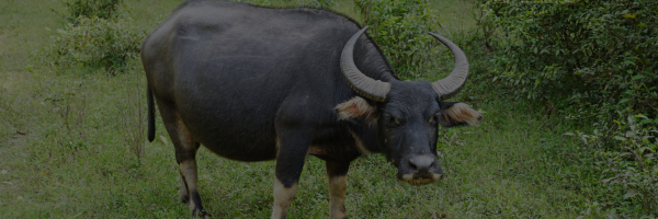 Slanker Ranch