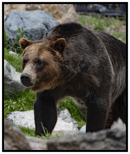 Bear With Us