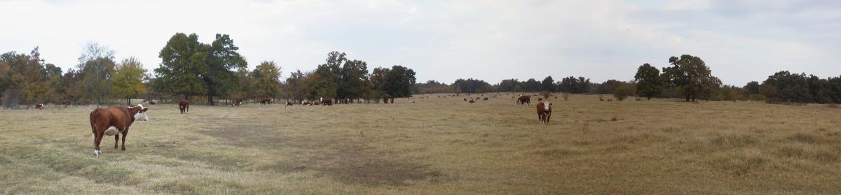Cattle Grazing Pastures in the Winter